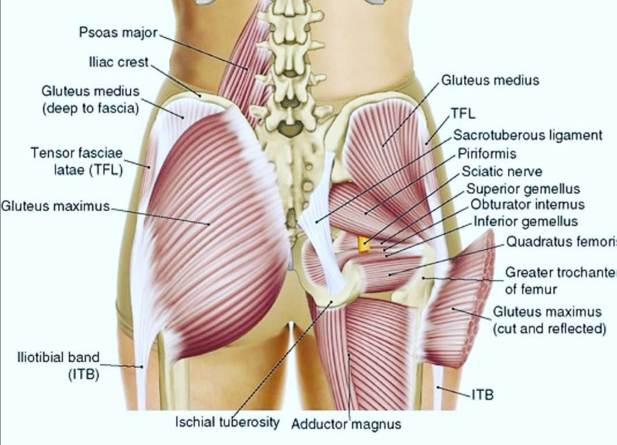 anatomie du yoga