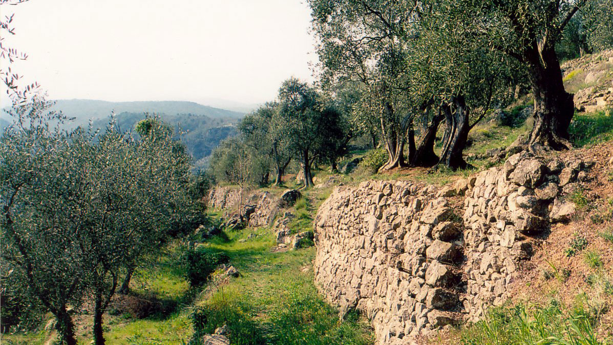 restanques et oliviers a Saint-Cézaire-sur-Siagne